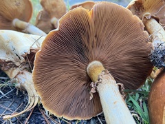 Cystoderma aureum