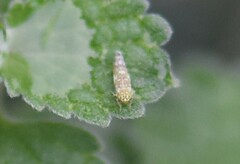 Eupteryx decemnotata