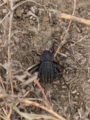 Philolithus sordidus