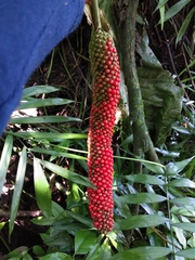 Anthurium schlechtendalii