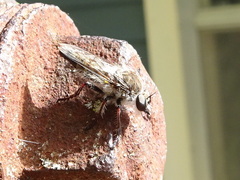 Heteropogon macerinus