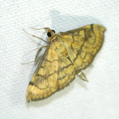 Anania verbascalis