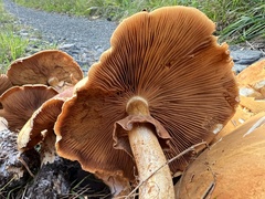 Cystoderma aureum