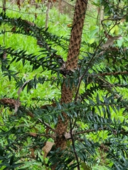Araucaria bidwillii