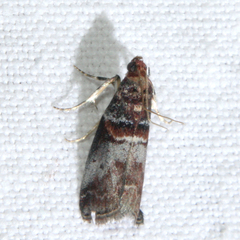 Acrobasis advenella