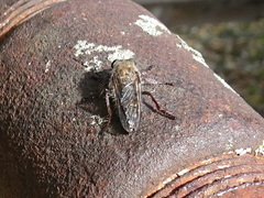 Heteropogon macerinus