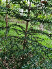 Araucaria bidwillii