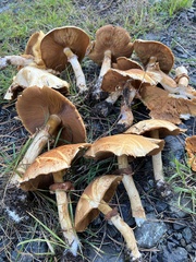 Cystoderma aureum