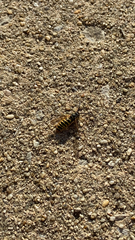 Vespula