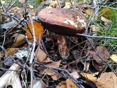 Leccinum