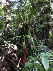 Anthurium schlechtendalii
