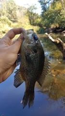Lepomis gulosus