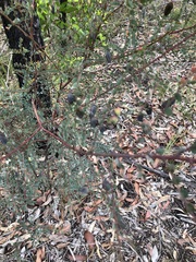 Bossiaea rhombifolia