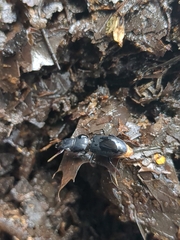 Scarites subterraneus