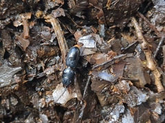 Scarites subterraneus