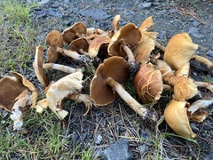 Cystoderma aureum