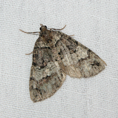 Hydriomena furcata