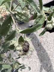 Orsilochides guttata