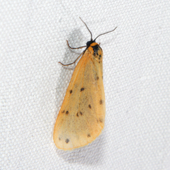 Setina irrorella
