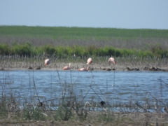 Phoenicopterus chilensis