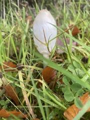 Coprinus comatus