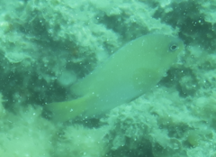 Pomacentrus amboinensis