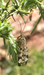Panorpa meridionalis
