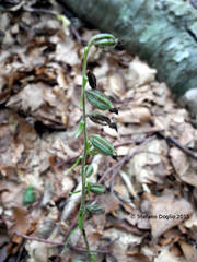 Epipactis microphylla
