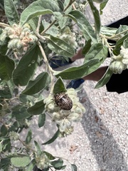 Orsilochides guttata