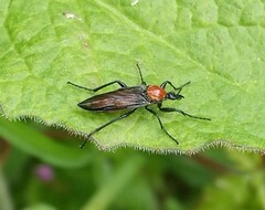 Bibio hortulanus