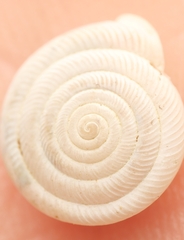 Polygyra cereolus