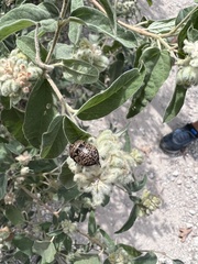 Orsilochides guttata