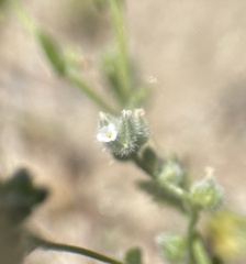Plagiobothrys tenellus