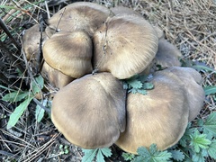 Lyophyllum decastes