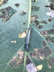 Spodoptera eridania