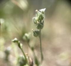 Plagiobothrys tenellus