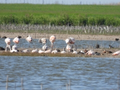 Phoenicopterus chilensis