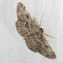 Peribatodes secundaria