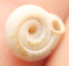 Polygyra cereolus