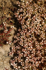 Sedum anglicum