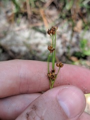 Rhynchospora globularis