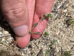 Plagiobothrys tenellus