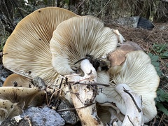 Lyophyllum decastes