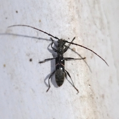 Cycnidolon obliquum
