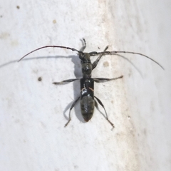 Cycnidolon obliquum
