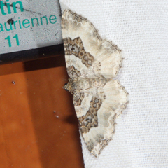 Epirrhoe rivata