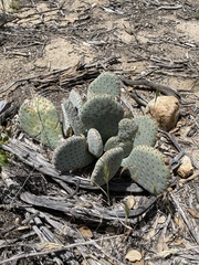 Opuntia basilaris basilaris