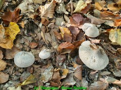 Tricholoma sciodes