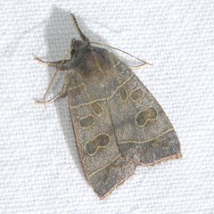 Ipimorpha subtusa