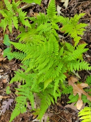 Phegopteris